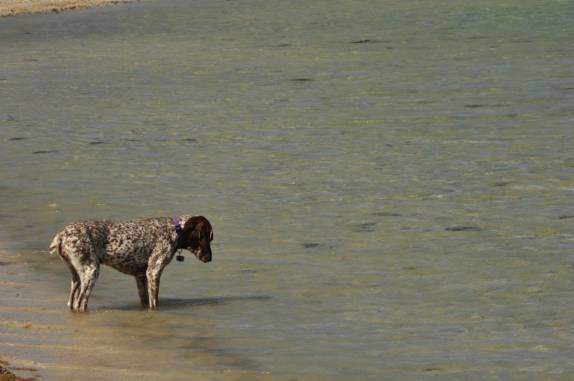 Paciente cão tenta pescar no Mar de Cortez, praia de Requesón, em Mulegé, na Baja California - México